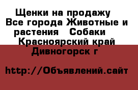 Щенки на продажу - Все города Животные и растения » Собаки   . Красноярский край,Дивногорск г.